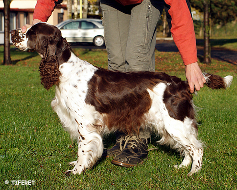 English springer spaniel HIGH SCORE REACH YOUR DREAMS