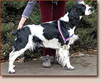 Anglick pringrpanl - pes Ajax z Obho dolu