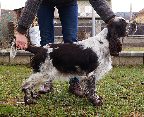 English springer spaniel Andelia