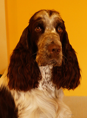 English springer spaniel Andelia