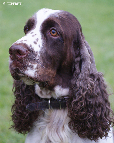 English springer spaniel APRILICA TIFERET 