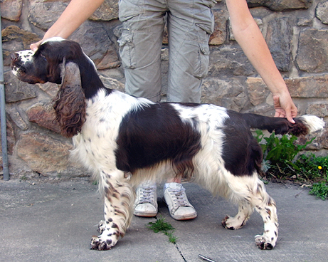 English springer spaniel APRILICA TIFERET 