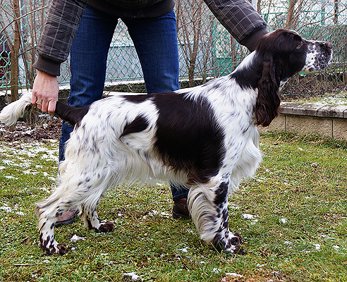 English springer spaniel Asheeba