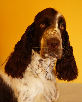 English springer spaniel Asheeba