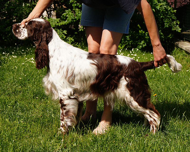 English springer spaniel ASHEBA MYSTERION BRITANICA