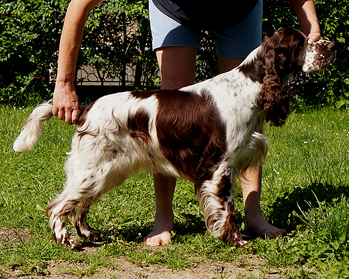 English springer spaniel ASHEBA MYSTERION BRITANICA