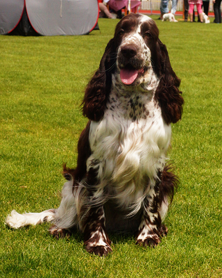 English springer spaniel ASHEBA MYSTERION BRITANICA