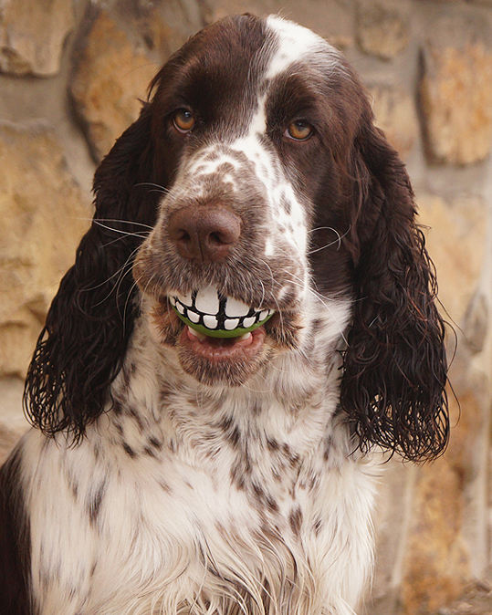 English springer spaniel