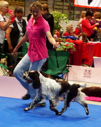 english springer spaniel