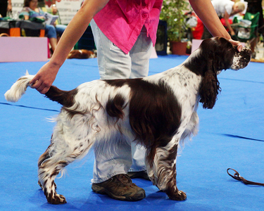 english springer spaniel