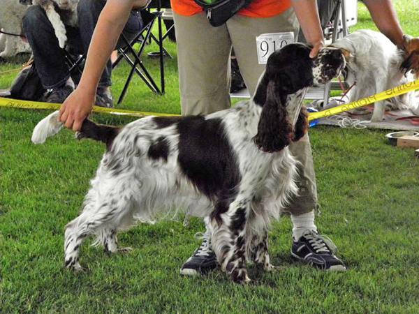 english springer spaniel