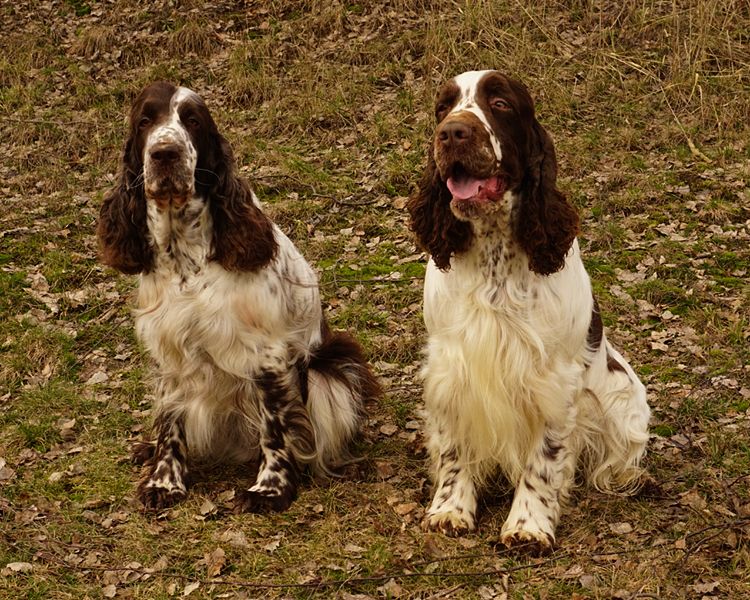 English springer spaniel