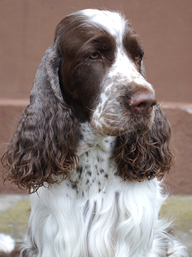 English springer spaniel AVENNICUS  TIFERET 