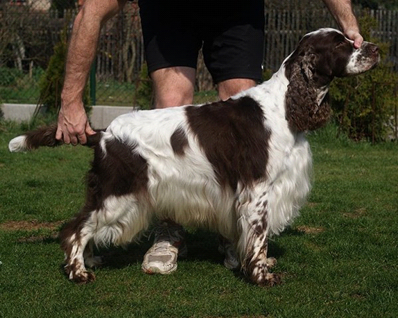 English springer spaniel ARCANUS TIFERET 