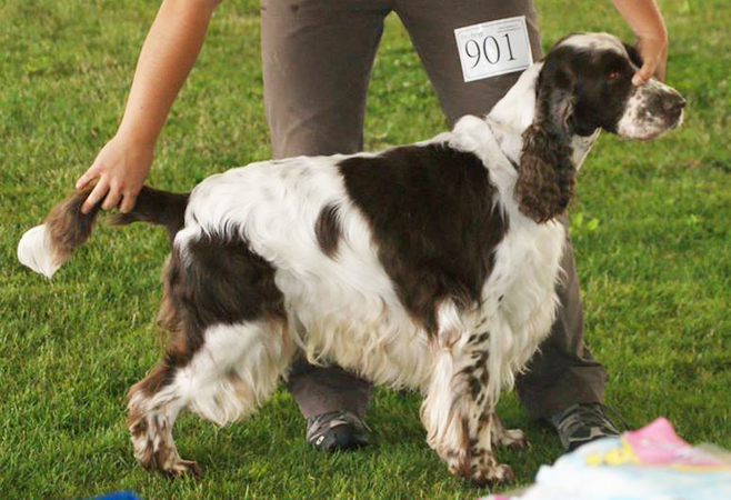 english springer spaniel