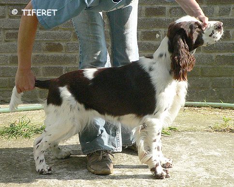 English springer spaniel BALLANTINES FINEST  TIFERET 