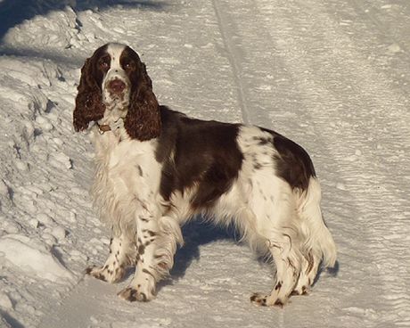 English springer spaniel BALLANTINES FINEST  TIFERET 