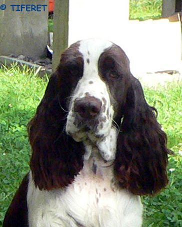 English springer spaniel BALLANTINES FINEST   TIFERET 