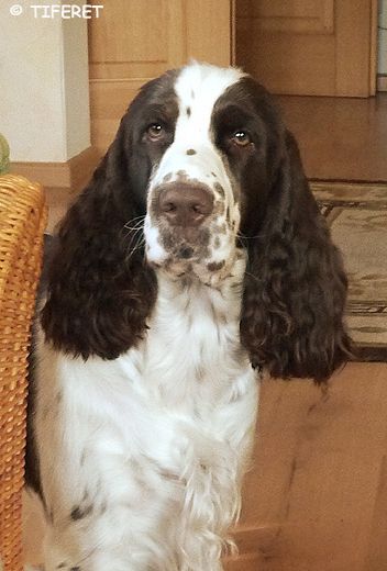 English springer spaniel BALLANTINES FINEST  TIFERET 