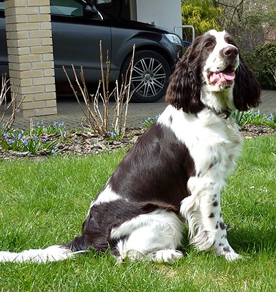 English springer spaniel BALLANTINES FINEST  TIFERET 