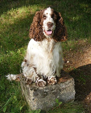 English springer spaniel BATIDA DE COCO  TIFERET 