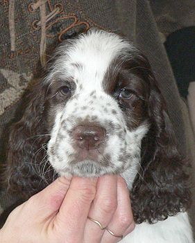 English springer spaniel BATIDA DE COCO  TIFERET 