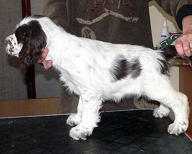 English springer spaniel BATIDA DE COCO  TIFERET 