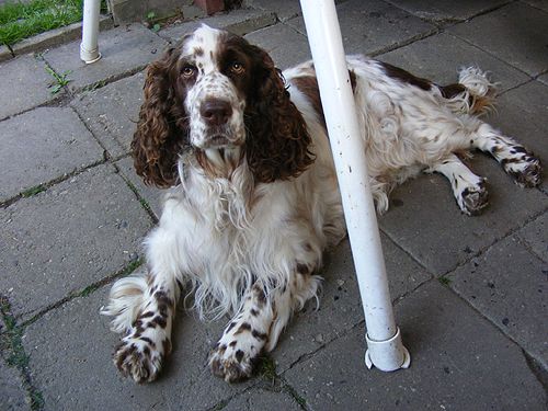 English springer spaniel BATIDA DE COCO  TIFERET 