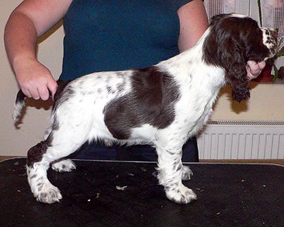 English springer spaniel BEEFEATER SUNSET   TIFERET 