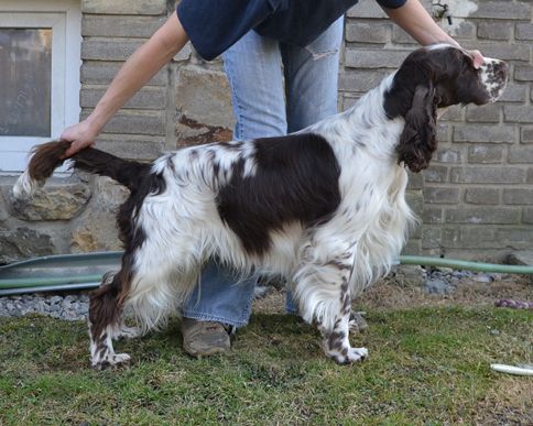 English springer spaniel BEEFEATER SUNSET   TIFERET 