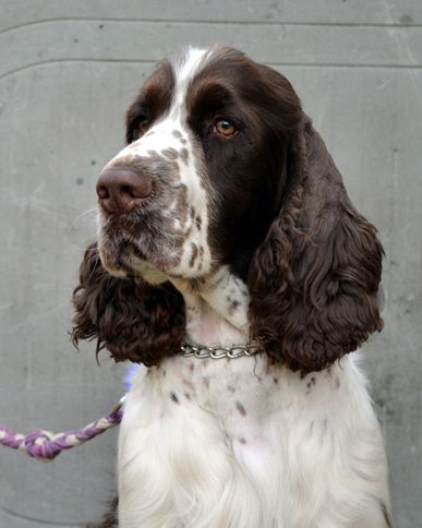 English springer spaniel BEEFEATER SUNSET   TIFERET 