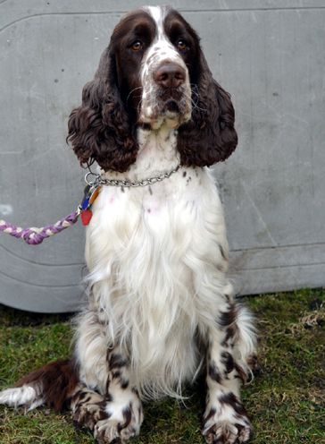 English springer spaniel BEEFEATER SUNSET   TIFERET 