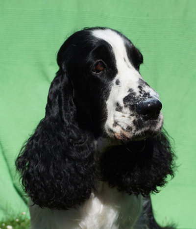 English springer spaniel BELCORA MYSTERION BRITANICA