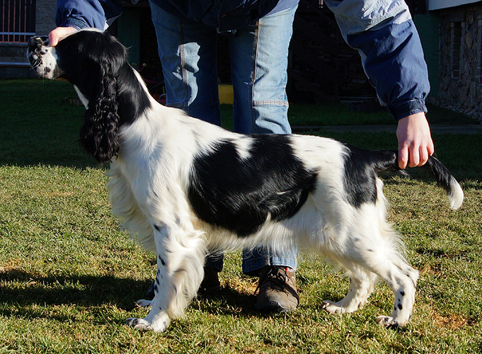 English springer spaniel BELCORA MYSTERION BRITANICA