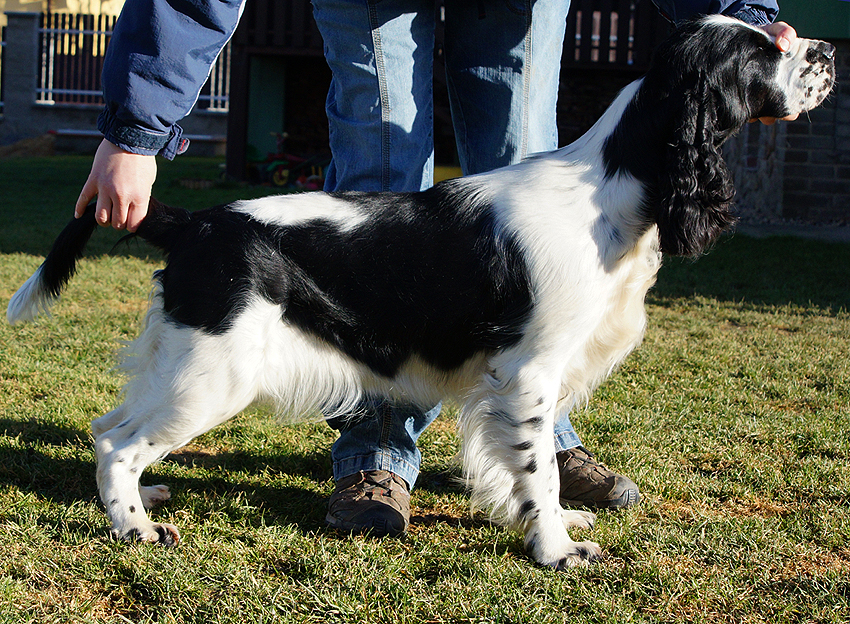 English springer spaniel BELCORA MYSTERION BRITANICA