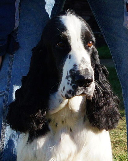 English springer spaniel BELCORA MYSTERION BRITANICA