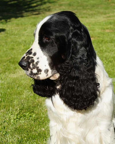 English springer spaniel BELCORA MYSTERION BRITANICA