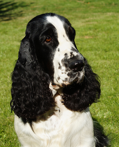 English springer spaniel BELCORA MYSTERION BRITANICA