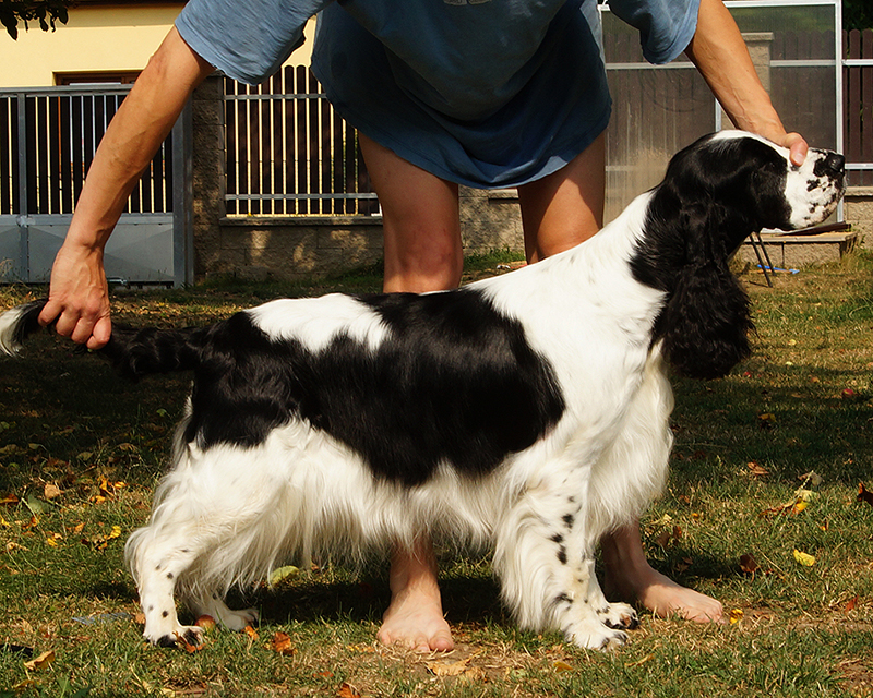 English springer spaniel BELCORA MYSTERION BRITANICA