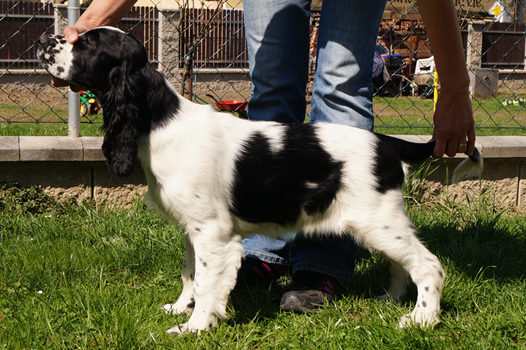 English springer spaniel BELCORA MYSTERION BRITANICA