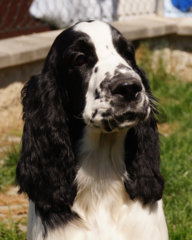 English springer spaniel BELCORA MYSTERION BRITANICA