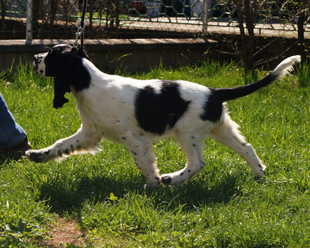 English springer spaniel BELCORA MYSTERION BRITANICA