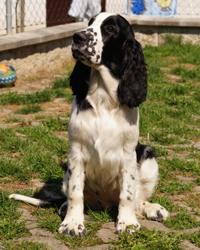 English springer spaniel BELCORA MYSTERION BRITANICA