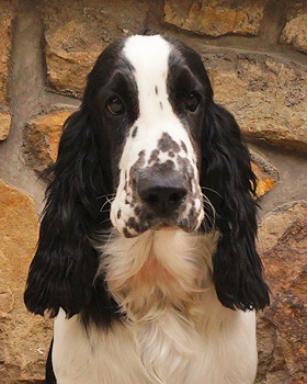 English springer spaniel BELCORA MYSTERION BRITANICA