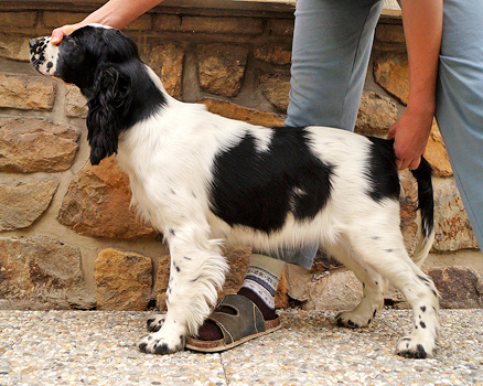 English springer spaniel BELCORA MYSTERION BRITANICA