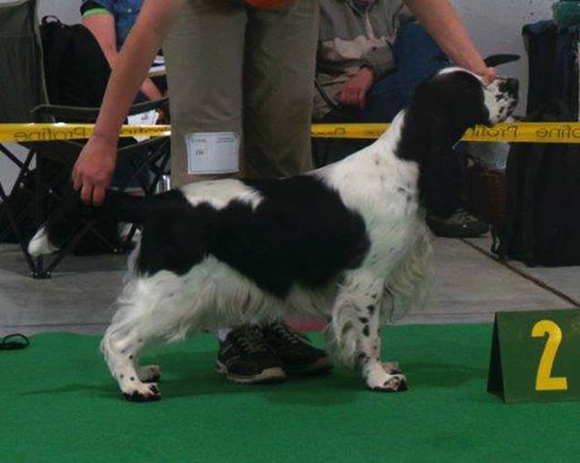 english springer spaniel