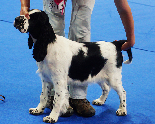 english springer spaniel