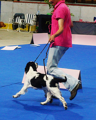 english springer spaniel