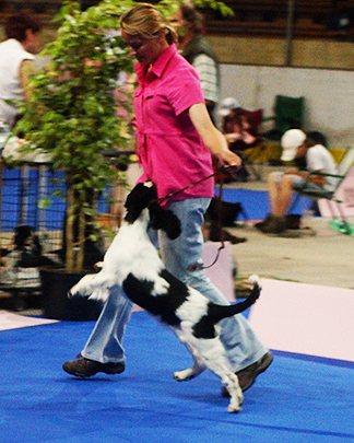 english springer spaniel