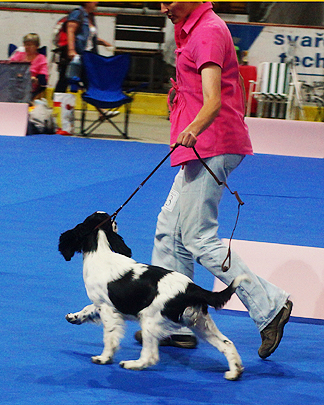 english springer spaniel